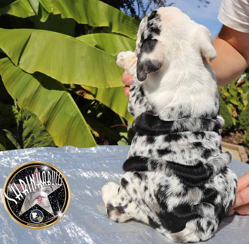 Shrinkabull's Blue Merle Cutest Miniature English Bulldog Puppies