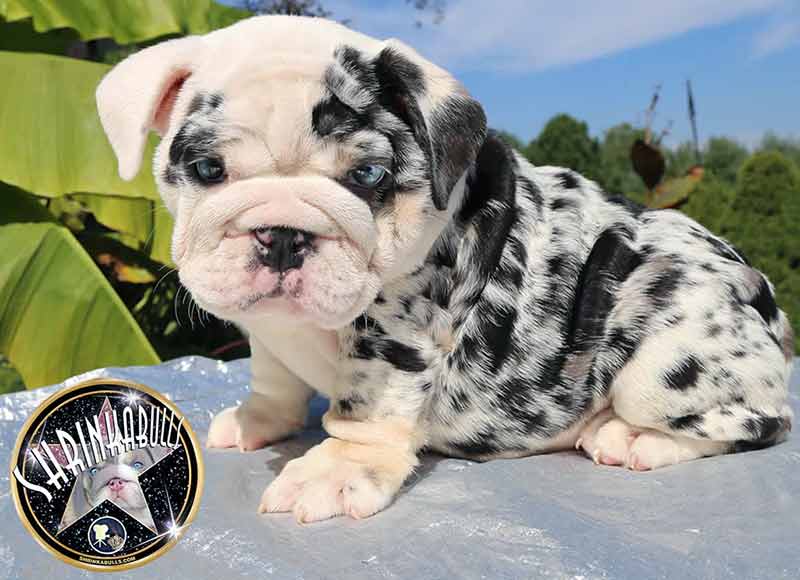 Shrinkabull's Blue Merle Best Miniature English Bulldog Puppies