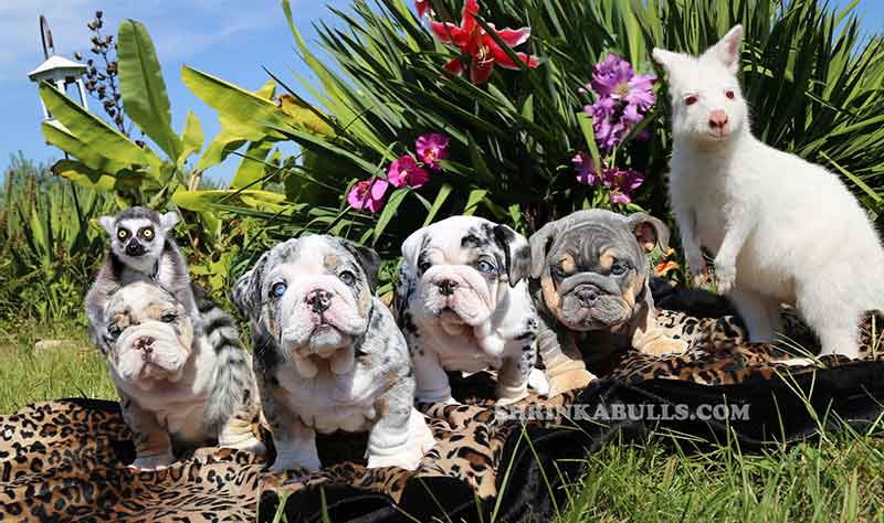 Shrinkabull's beautiful merle English bulldogs with lemur and kangaroo