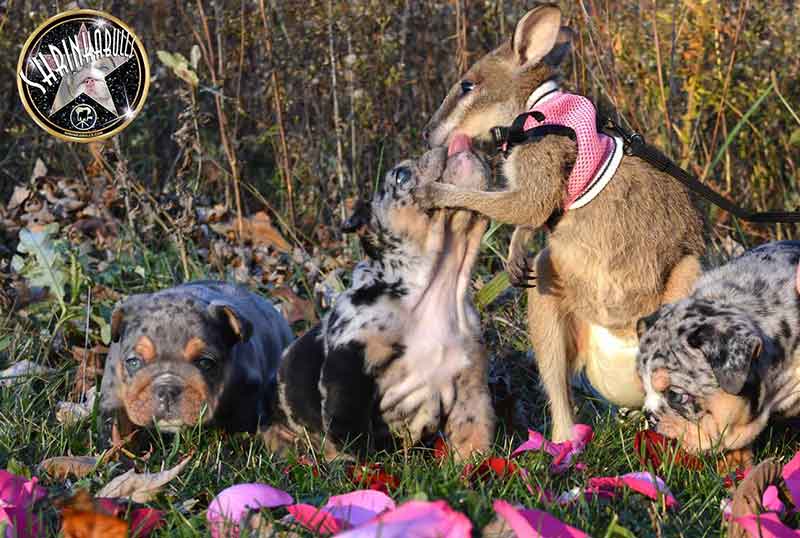 Shrinkabull's Blue Merle Bulldogs Kissing Kangaroo