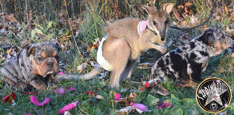 Shrinkabulls Puppies with Kangaroo Wally
