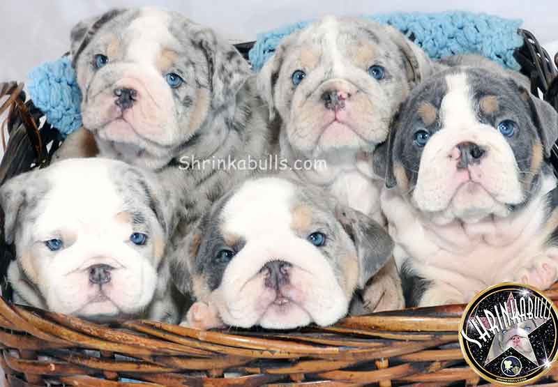 Group of wrinkly, cute merle English Bulldogs