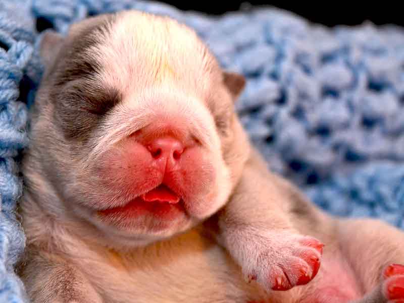 Sweet little Merle English Bulldog Infant Puppy