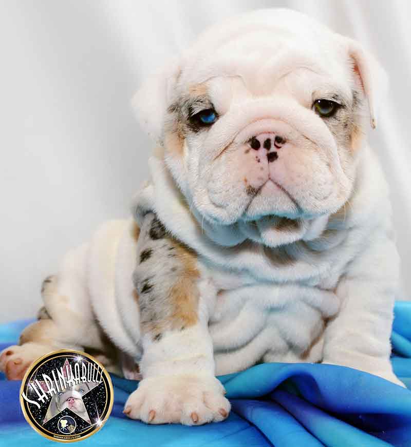 Precious miniature English bulldog puppy at 6 weeks named Padme