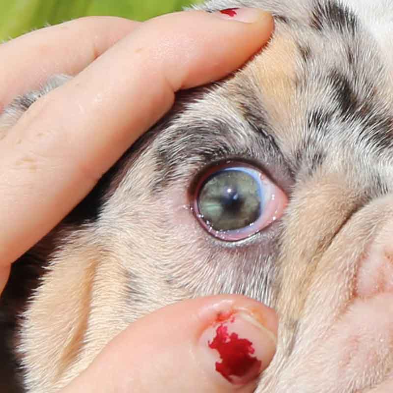 Shrinkabull's Mudslide wrinkly merle beautiful bulldog eye