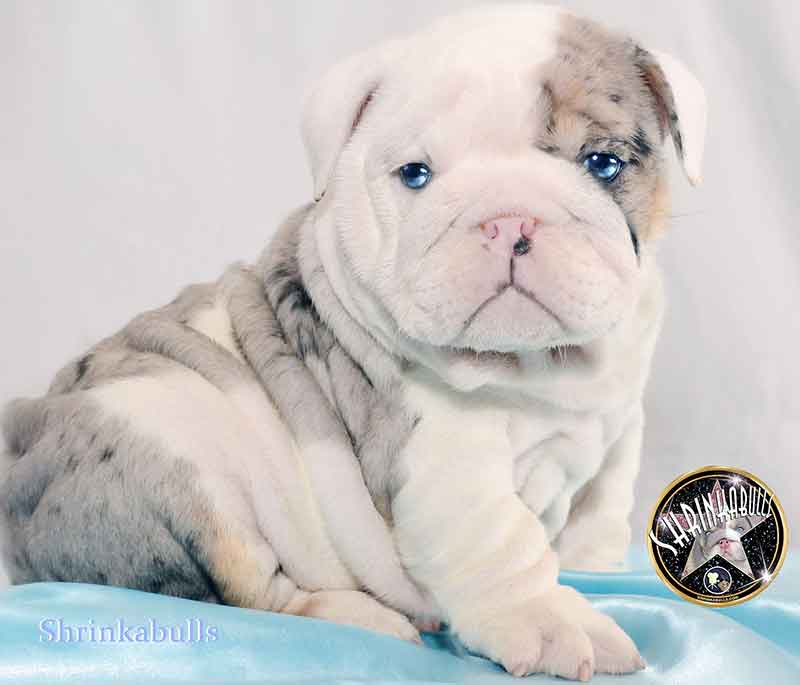 Shrinkabull's Merle Beautiful English Bulldog Puppy named Luke