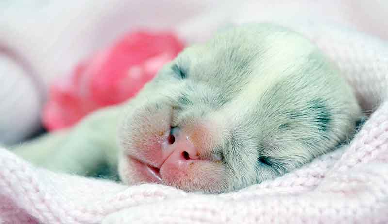 Sweet, baby Shrinkabull's infant bulldog puppy