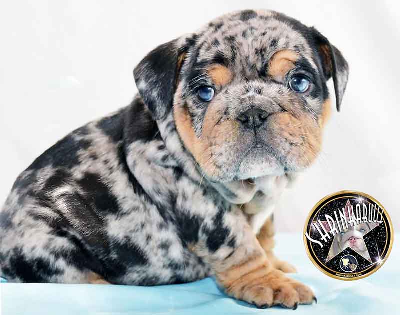 6 week old miniature English bulldog puppy Jedi