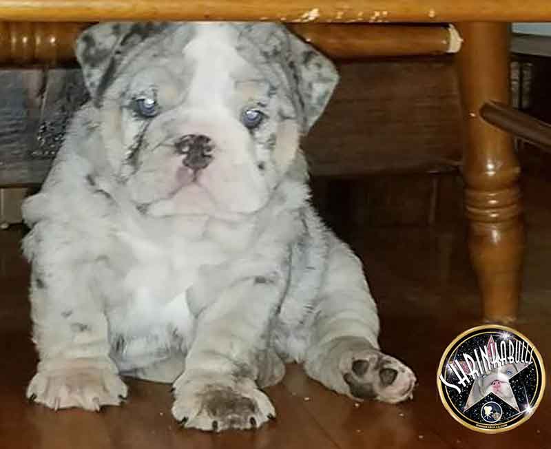 Shrinkabull's Blue Merle Miniature English Bulldog Puppies