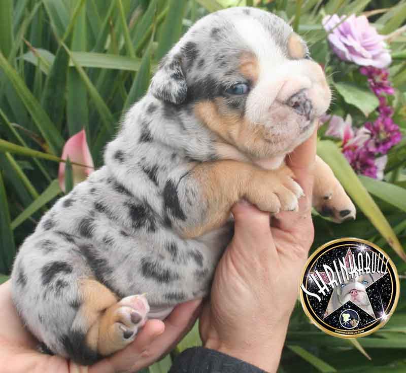 Sterling English Bulldog puppy by Shrinkabulls