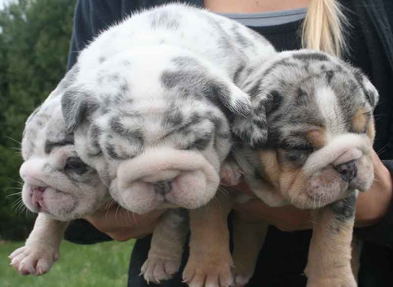 Shrinkabull's Blue Merle Miniature English Bulldog Puppies