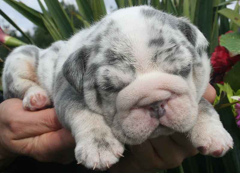 Shrinkabull's sterling merle handsome miniature bulldog puppy