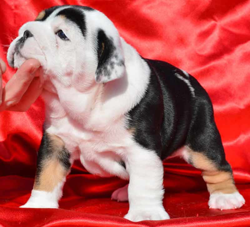 Domino Black Tri Male English Bulldog Puppy