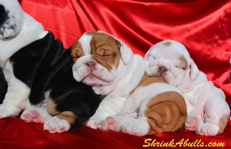 Black tri and chocolate english bulldog puppies