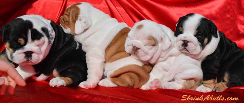 Black tri and chocolate english bulldog puppies