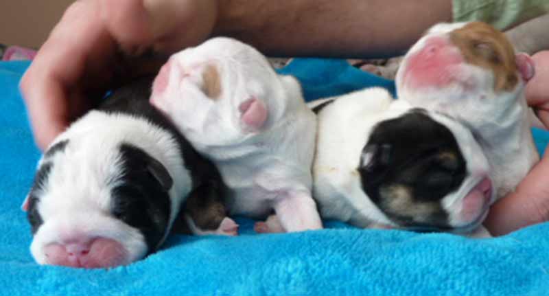 Black tri and chocolate english bulldog newborn puppies