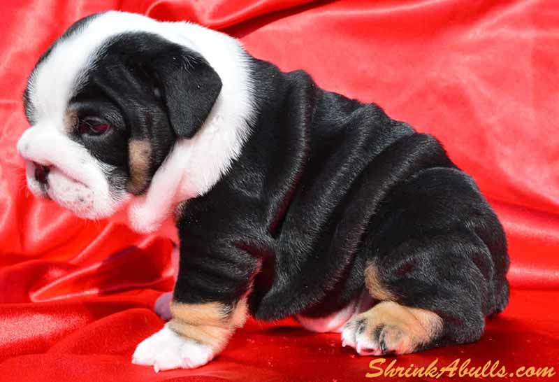 Shrinkabulls Oreo Black Tri Male English Bulldog Puppy