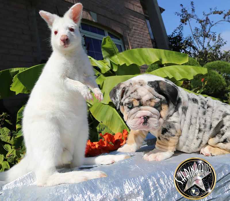 Shrinkabull's exotic pet with miniature english bulldog puppies