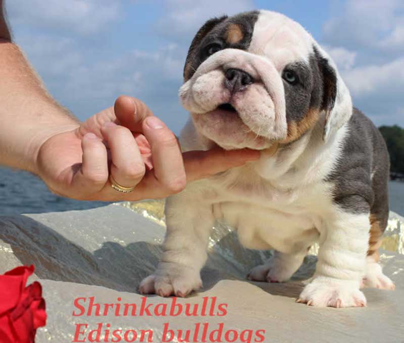Shrinkabulls Katana Miniature English Bulldog