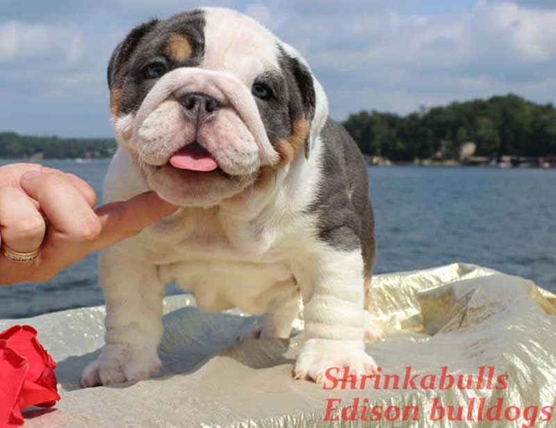 Shrinkabulls Katana Miniature English Bulldog