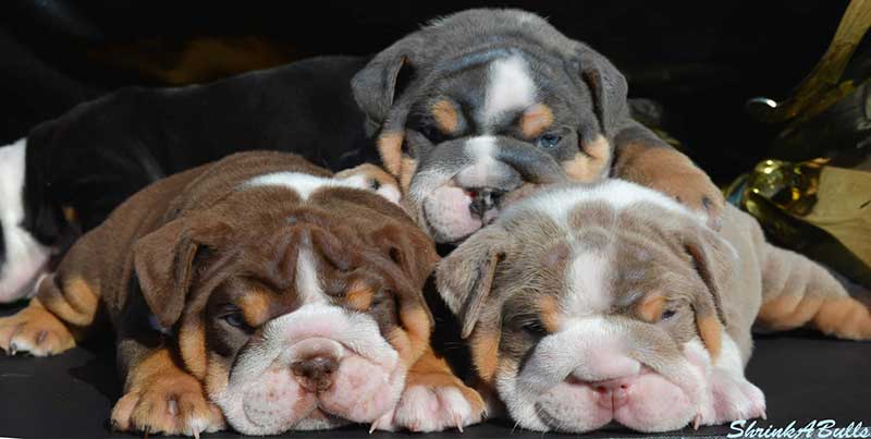 lilac bulldog puppies