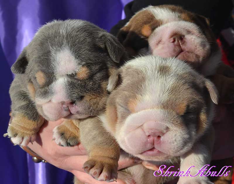 Three lilac english bulldog puppies