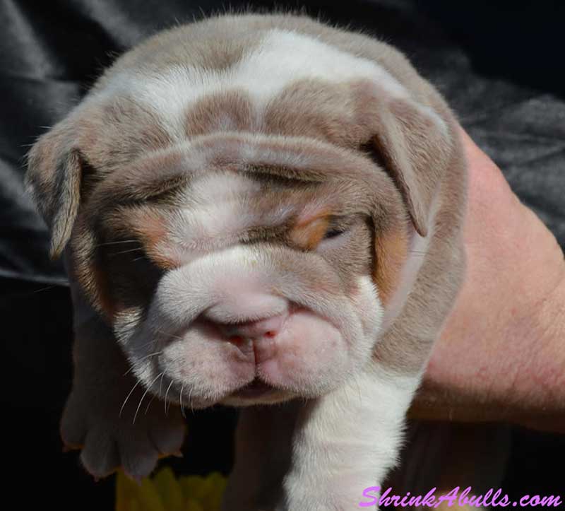 Wrinkly sleepy lilac english bulldog
