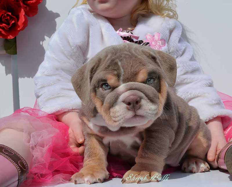 Cute wrinkly lilac bulldog with girl
