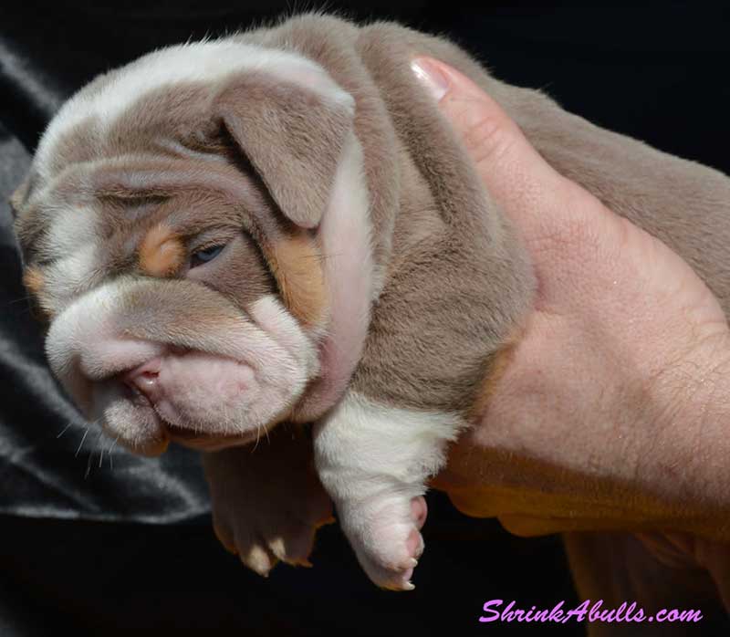 Wrinkly lilac english bulldog puppy