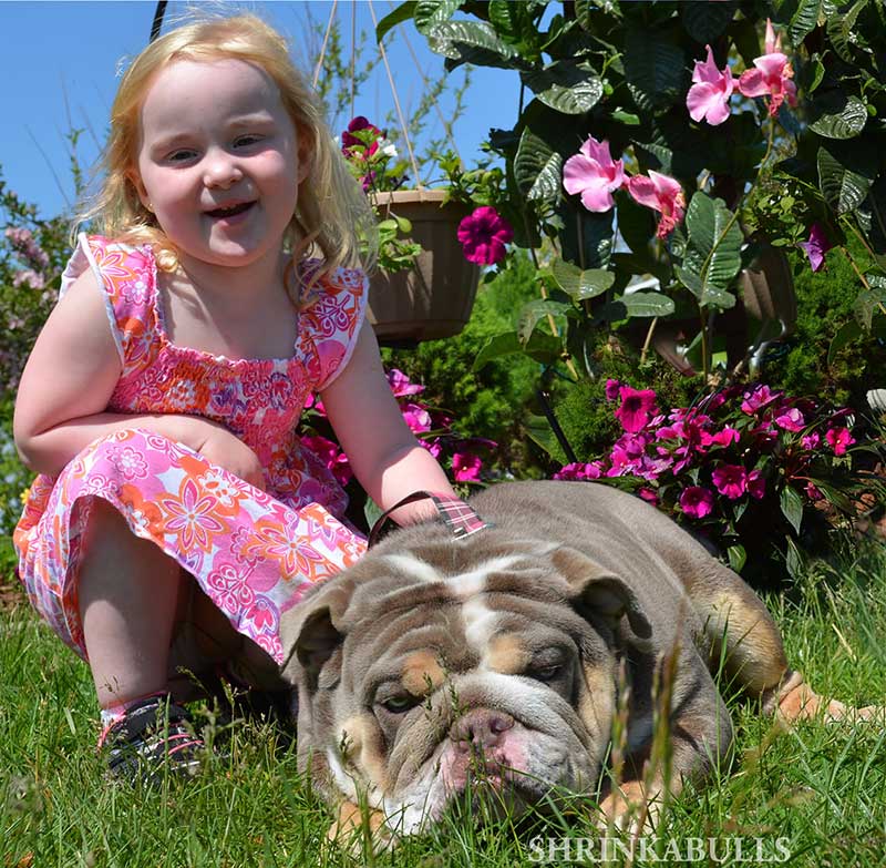 Girl with lilac english bulldog outside