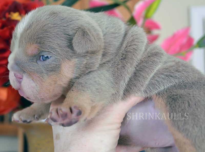 Cute young lilac bulldog puppy