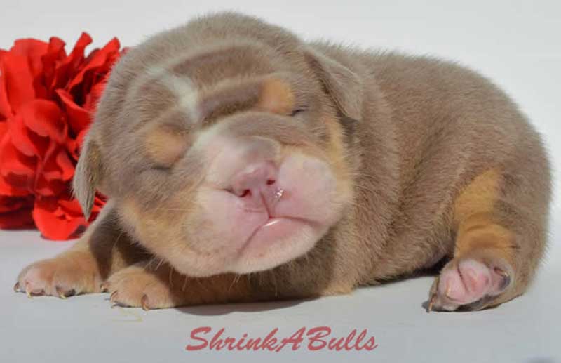 Newborn lilac english bulldog puppy