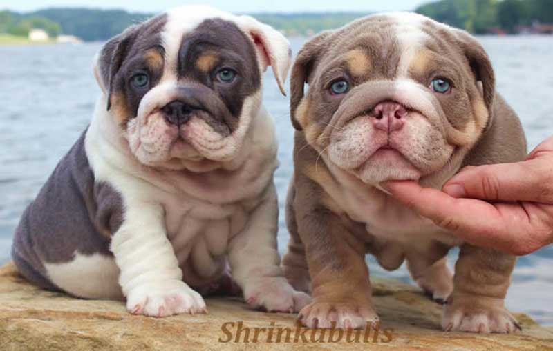 Lilac english bulldogs by the water
