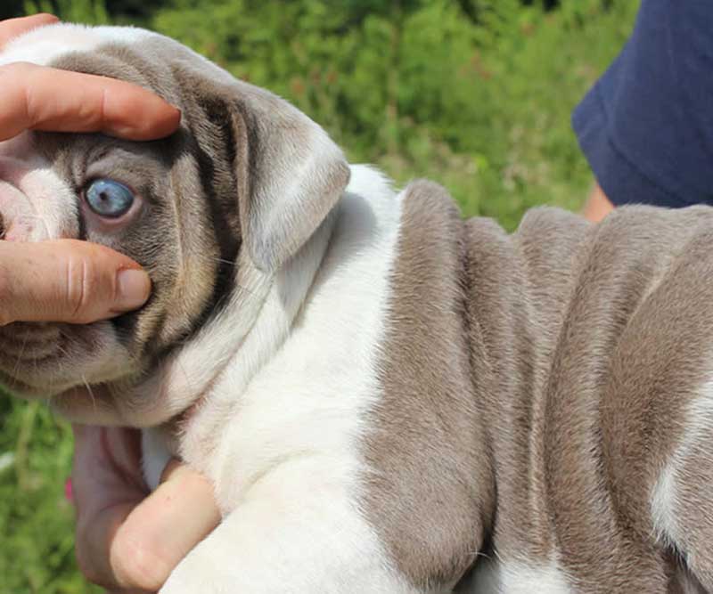 Wrinkly lilac english bulldog with pretty clear eyes