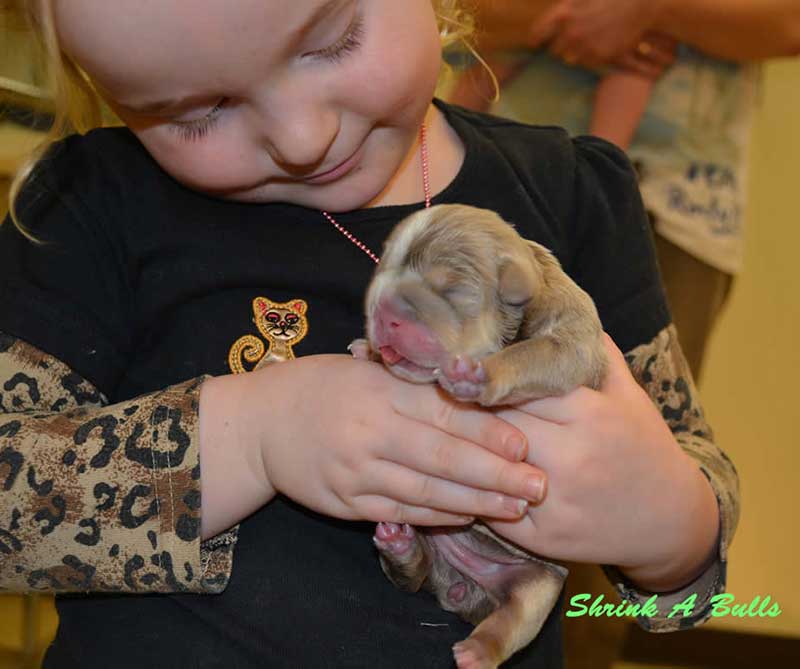 Girl with newborn lilac english bulldog