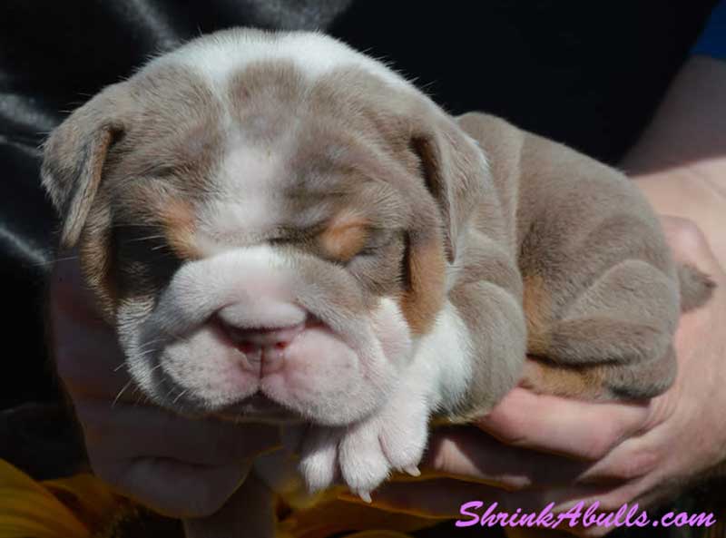 Sleepy wrinkly lilac bulldog