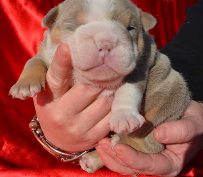 Lilac english bulldog puppy newborn