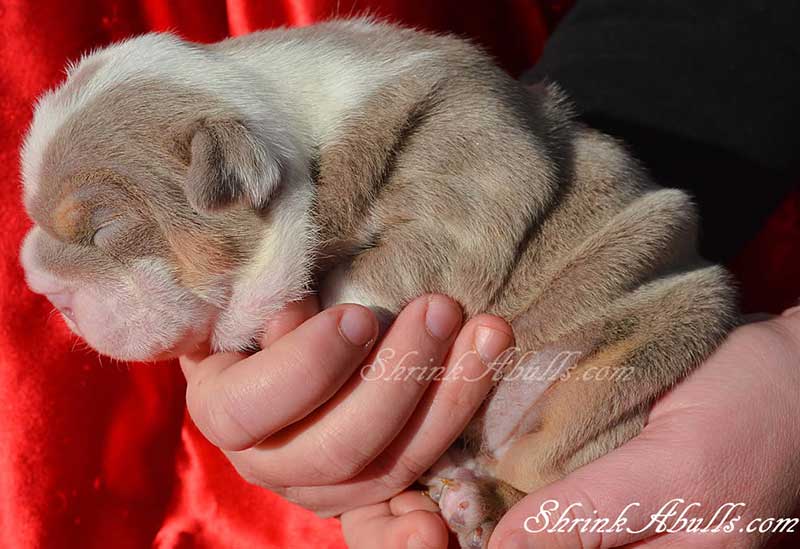 Newborn lilac bulldog