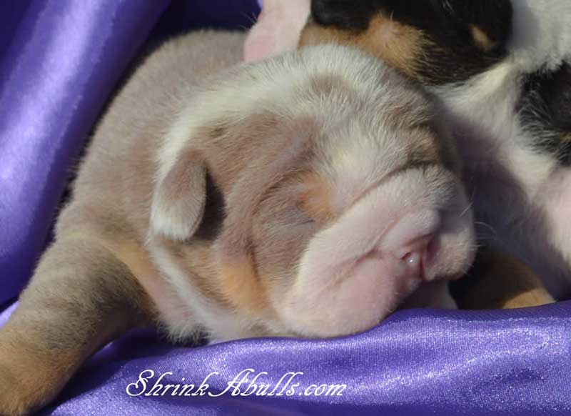 Newborn lilac sleeping english bulldog