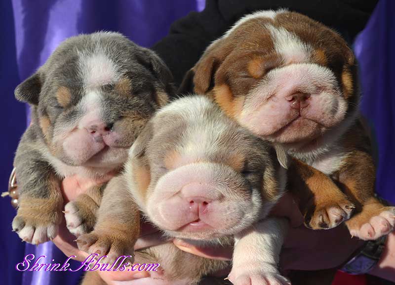 lilac bulldog 3 english bulldogs