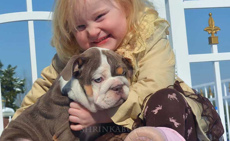 Girl hugging lilac english bulldog