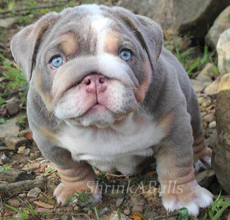 Big eyed lilac colored english bulldog puppy