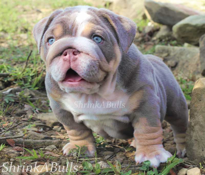 Cute lilac english bulldog with mouth open
