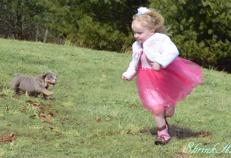 Girl running with lilac english bulldog puppy