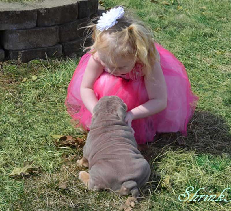 Girl hugging lilac bulldog