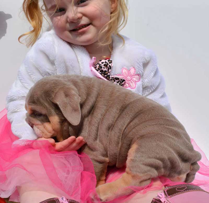 Girl holding lilac bulldog puppy