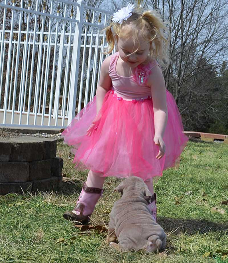 Ballerina girl with lilac english bulldog