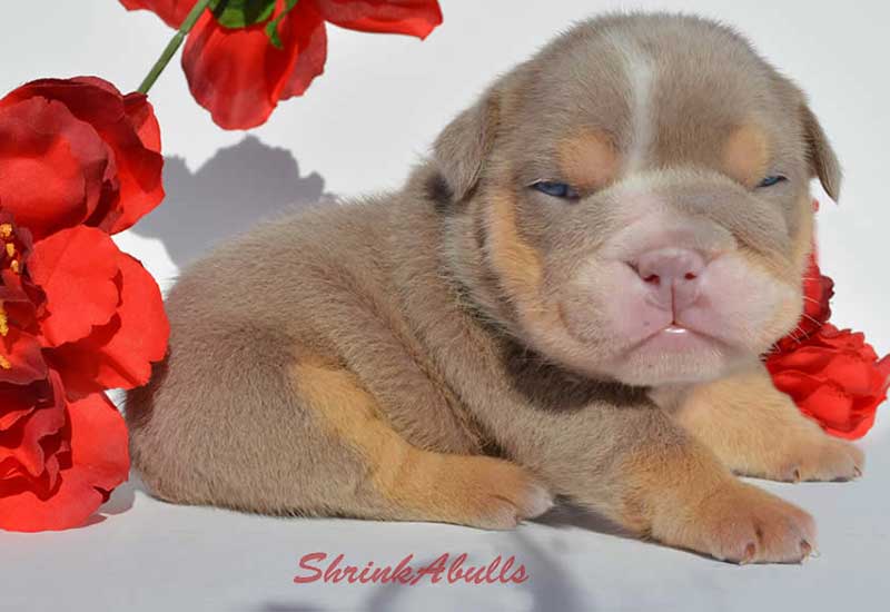 Newborn lilac english bulldog puppy with red flowers