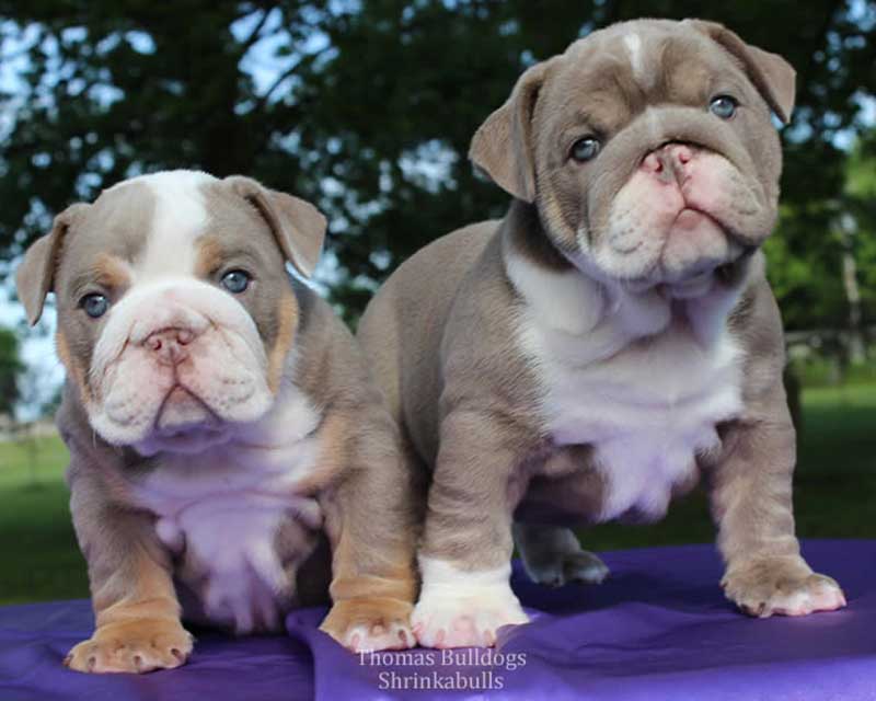 Lilac english bulldog brothers puppies