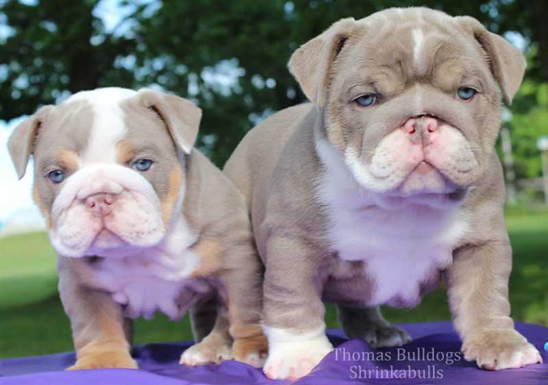 Cute lilac english bulldog puppies